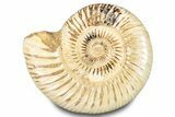 Polished Jurassic Ammonite (Perisphinctes) - Madagascar #283198-1